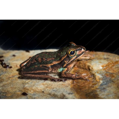 Rana Gigante Campanilla - Litoria aurea